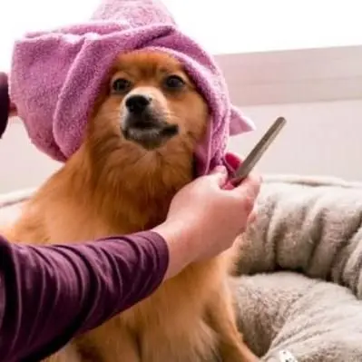 Hondentrimmer in Assen