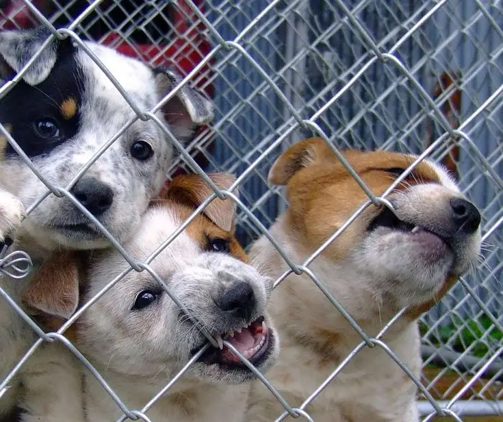 Hondenfokker in Assen